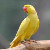 Попугай Ожереловый жёлтый